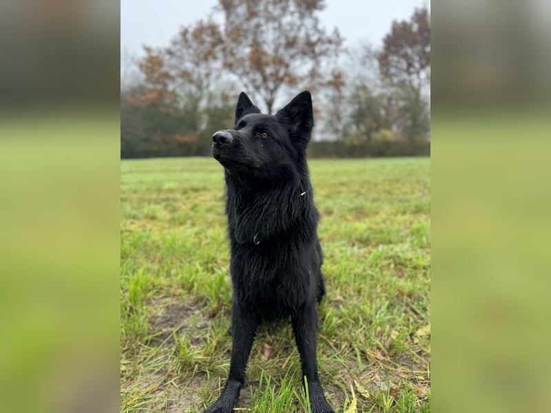 Altdeutschen Schöferhund Rüde