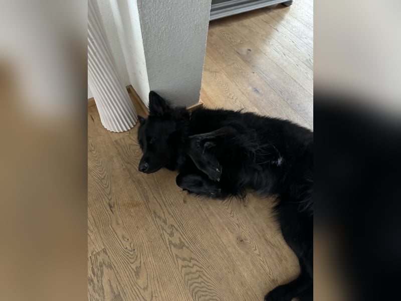 Altdeutschen Schöferhund Rüde