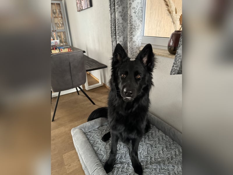 Altdeutschen Schöferhund Rüde