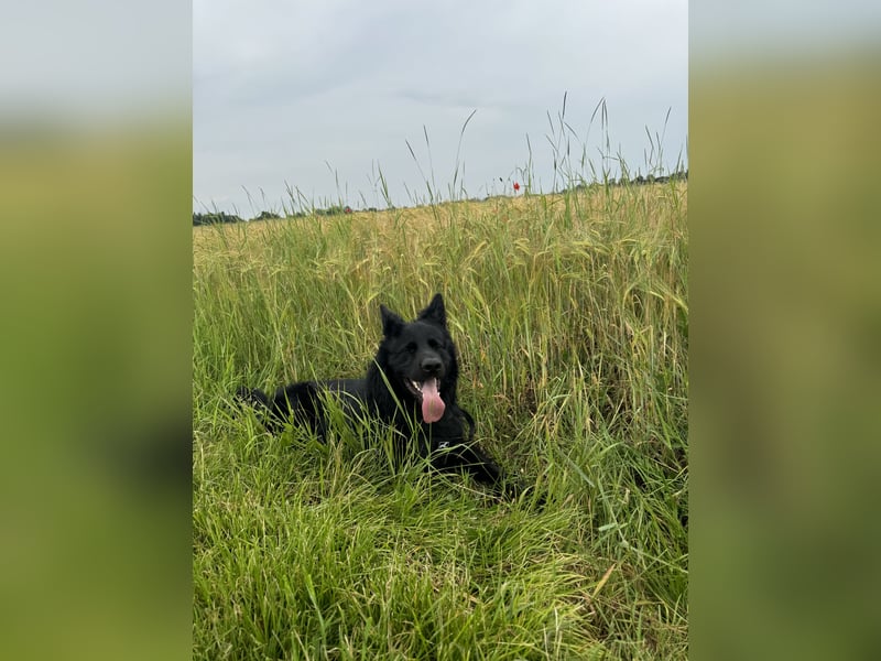 Altdeutschen Schöferhund Rüde