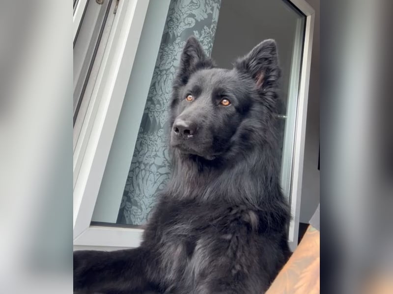 Altdeutschen Schöferhund Rüde