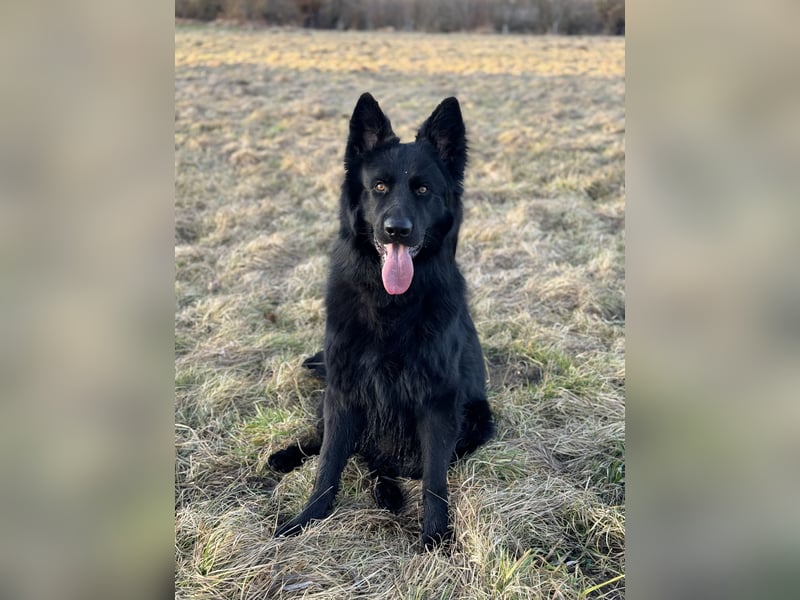 Altdeutschen Schöferhund Rüde