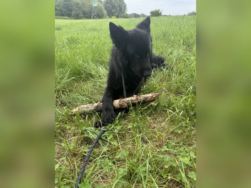 Altdeutschen Schöferhund Rüde