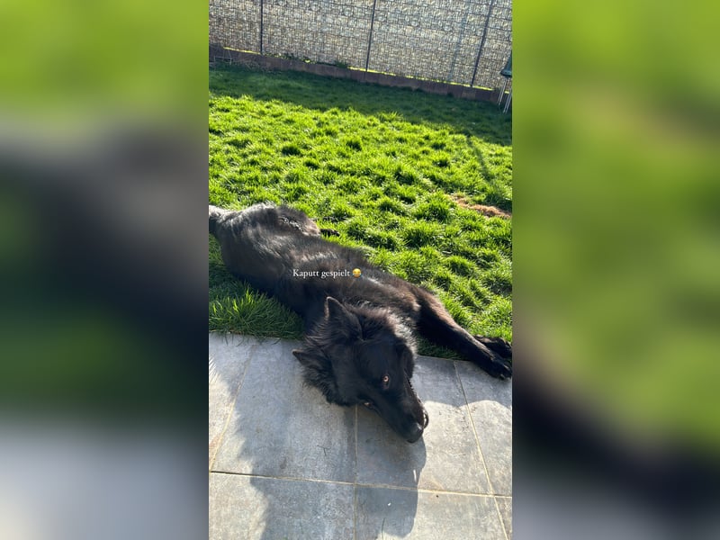 Altdeutschen Schöferhund Rüde