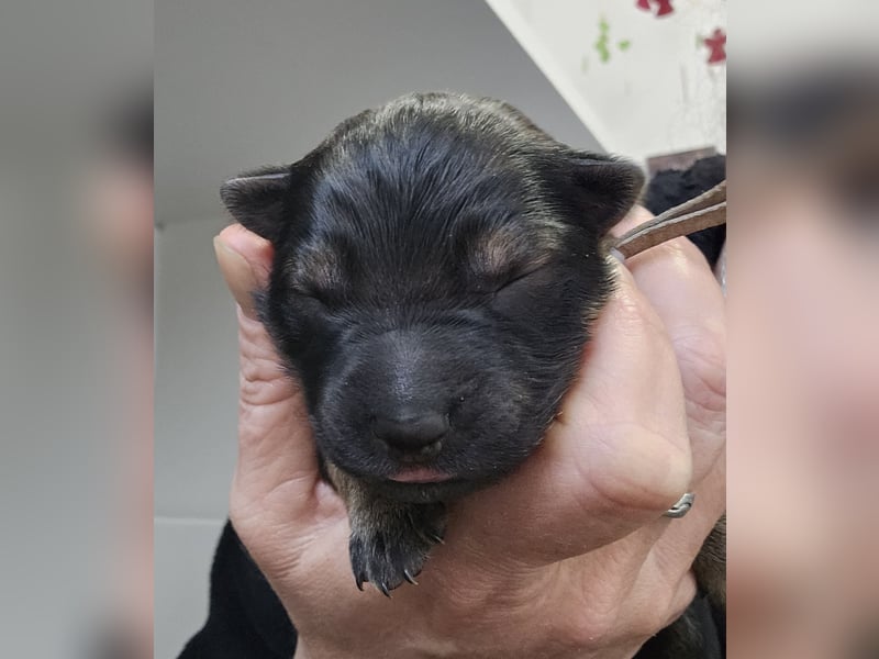 Altdeutsche Schäferhunde Welpen