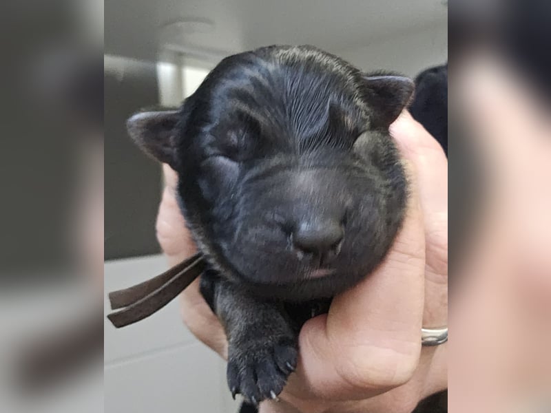 Altdeutsche Schäferhunde Welpen