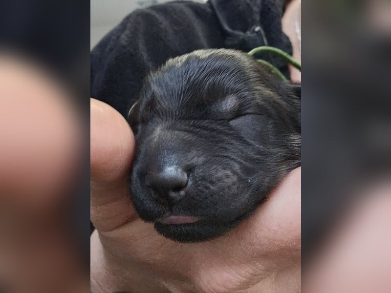 Altdeutsche Schäferhunde Welpen