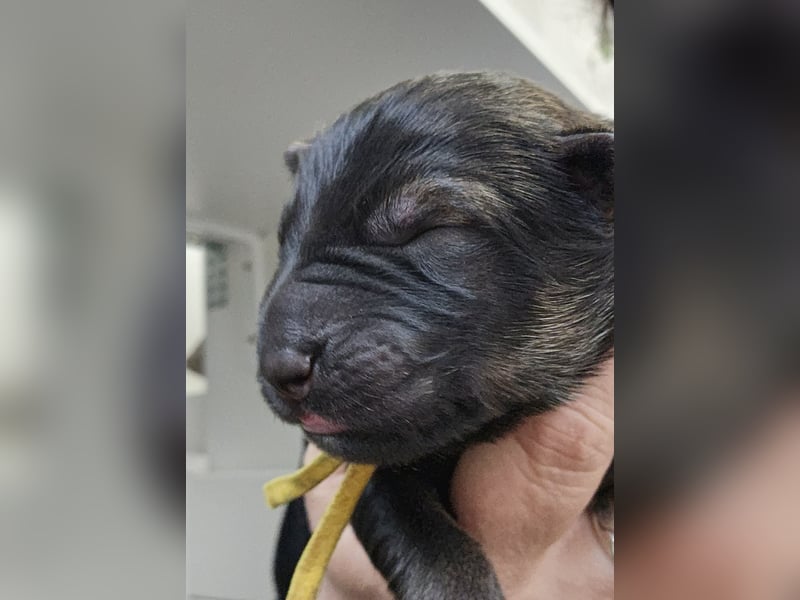 Altdeutsche Schäferhunde Welpen
