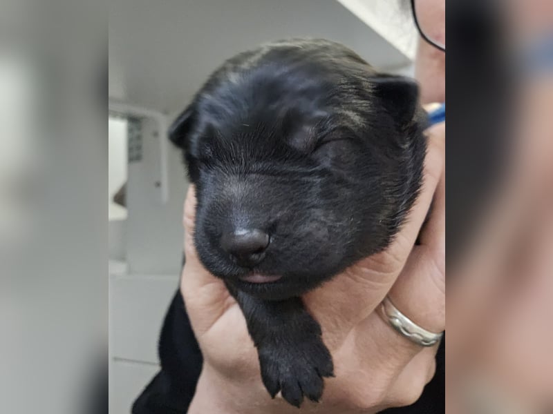 Altdeutsche Schäferhunde Welpen