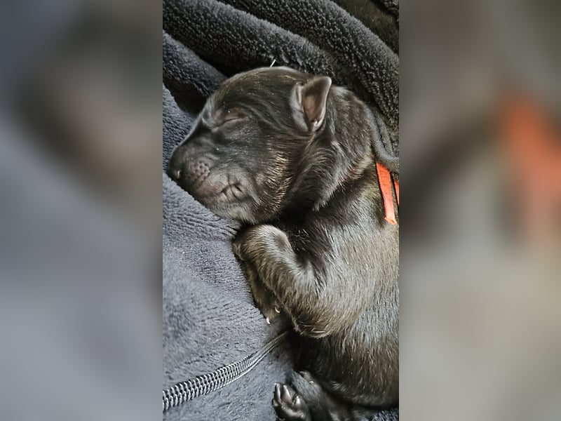 Altdeutsche Schäferhunde Welpen