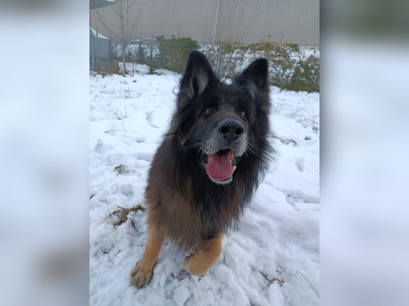 Albin Blacky von der Sandburg sucht ein neues Zuhause