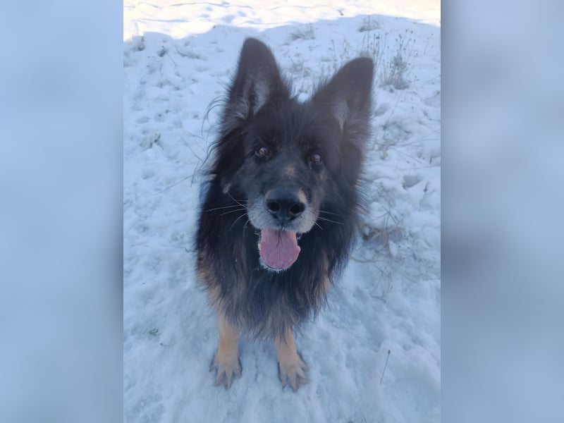 Albin Blacky von der Sandburg sucht ein neues Zuhause