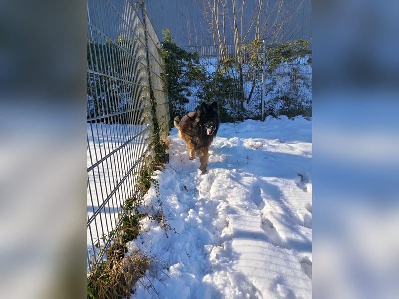 Albin Blacky von der Sandburg sucht ein neues Zuhause