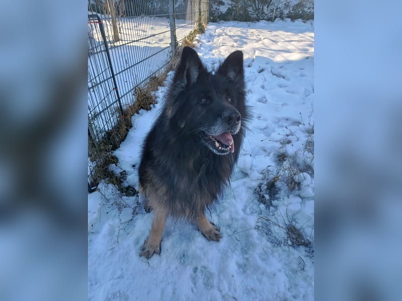 Albin Blacky von der Sandburg sucht ein neues Zuhause