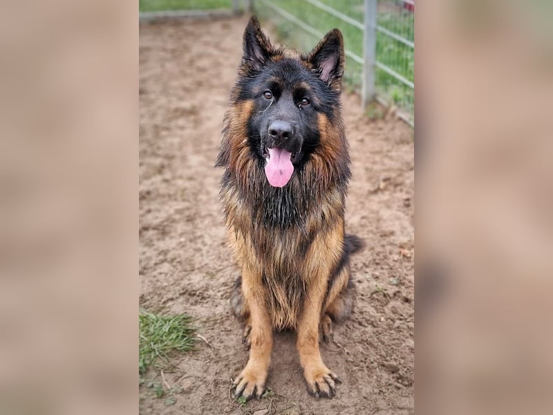 Herr Schröder sucht ein Zuhause