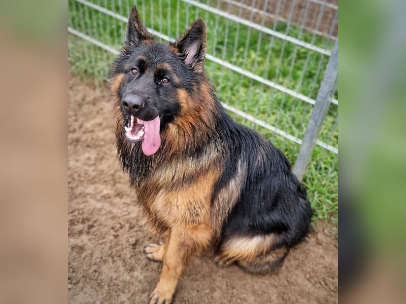 Herr Schröder sucht ein Zuhause