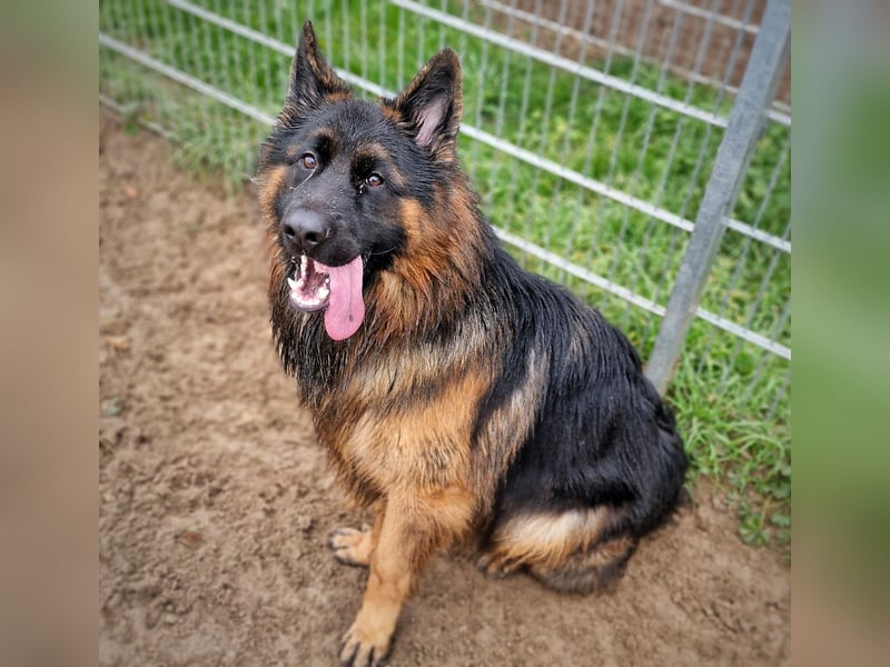 Herr Schröder sucht ein Zuhause