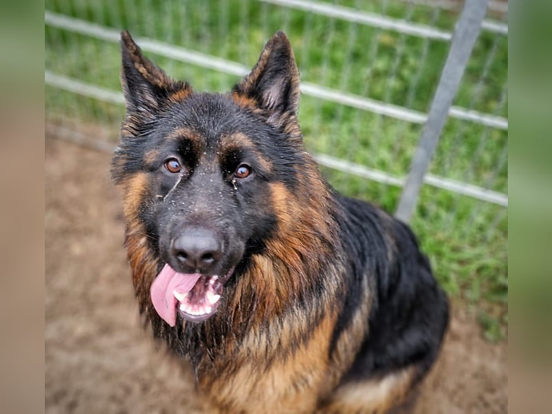 Herr Schröder sucht ein Zuhause