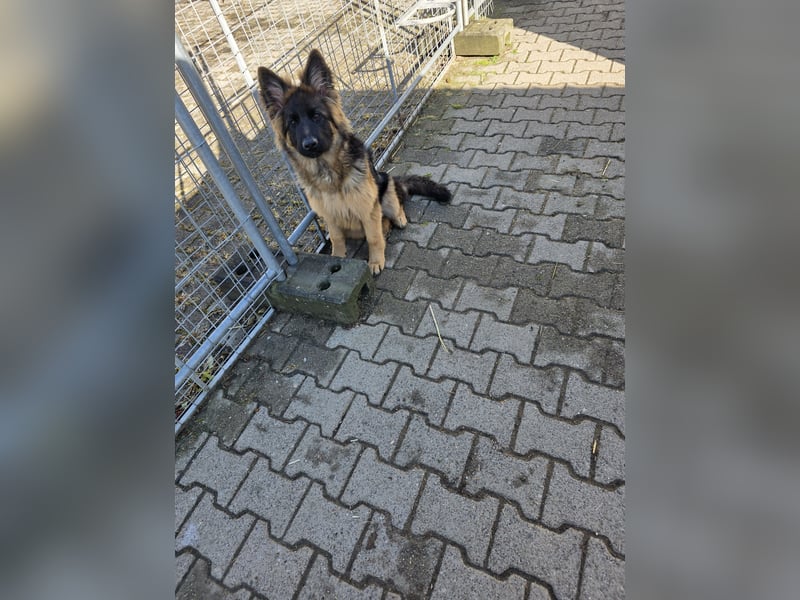 Deusche Schäferhundewelpen  langstockhaar