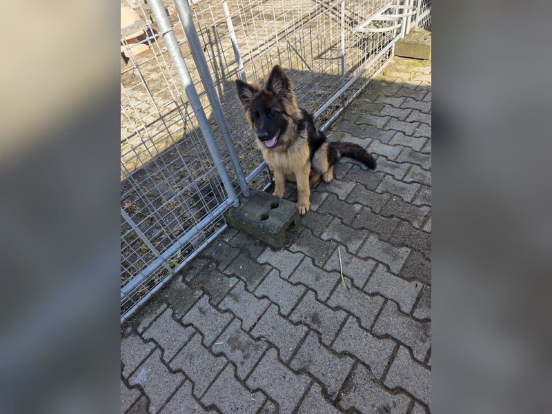 Deusche Schäferhundewelpen  langstockhaar