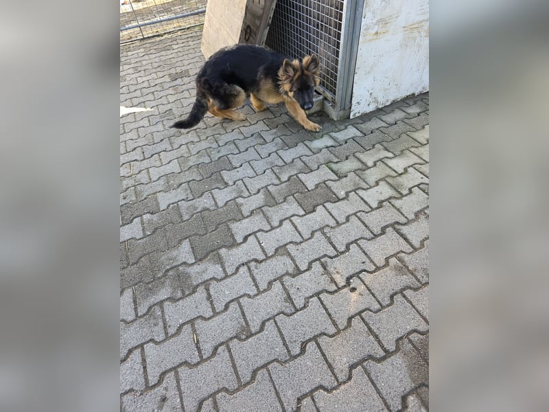 Deusche Schäferhundewelpen  langstockhaar