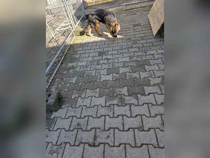 Deusche Schäferhundewelpen  langstockhaar