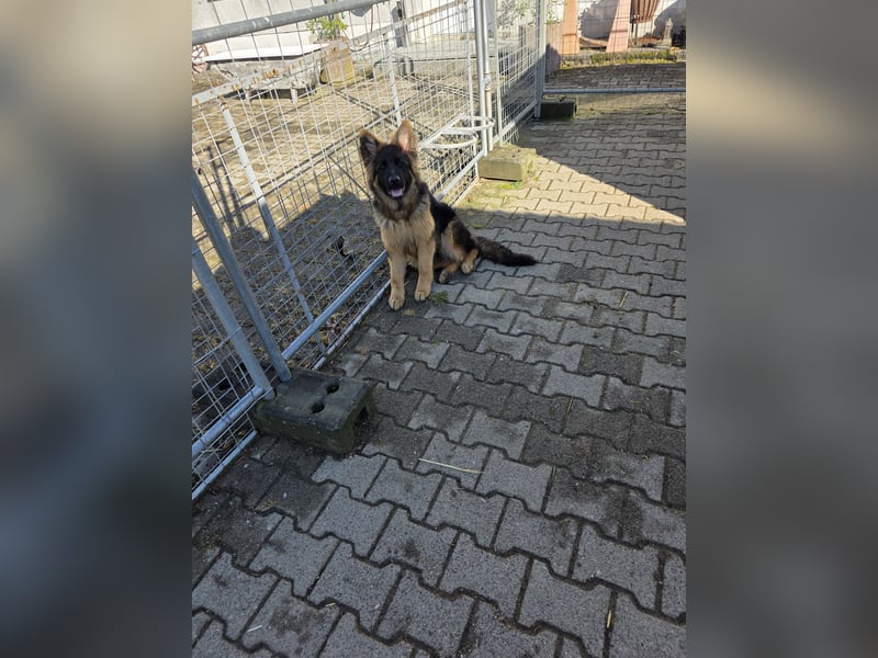 Deusche Schäferhundewelpen  langstockhaar
