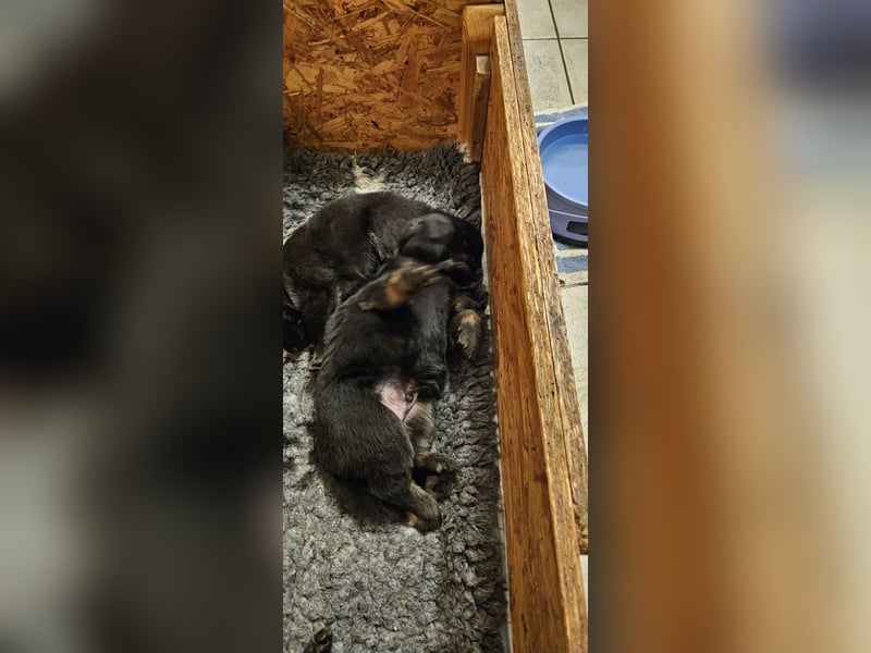 Altdeutsche Schäferhunde, Welpen