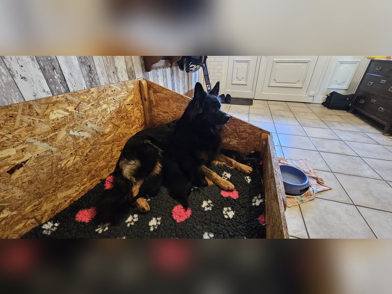 Altdeutsche Schäferhunde, Welpen