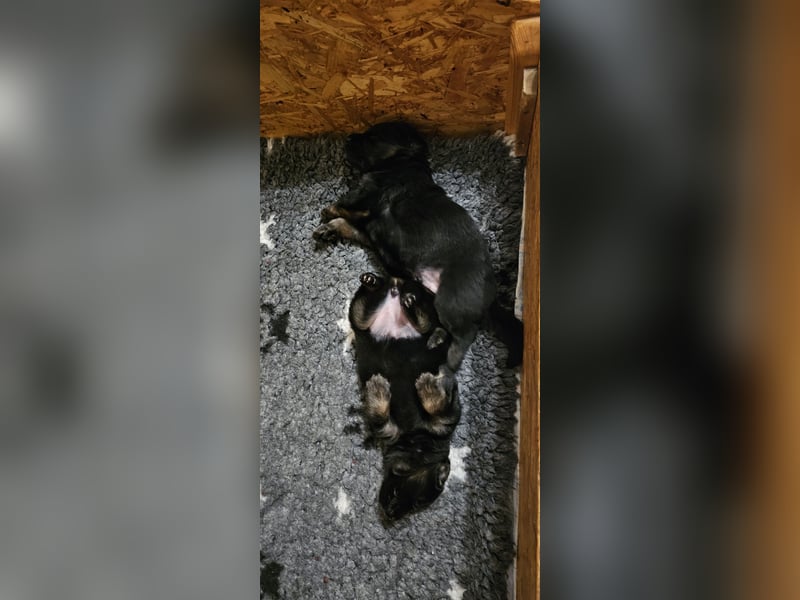 Altdeutsche Schäferhunde, Welpen
