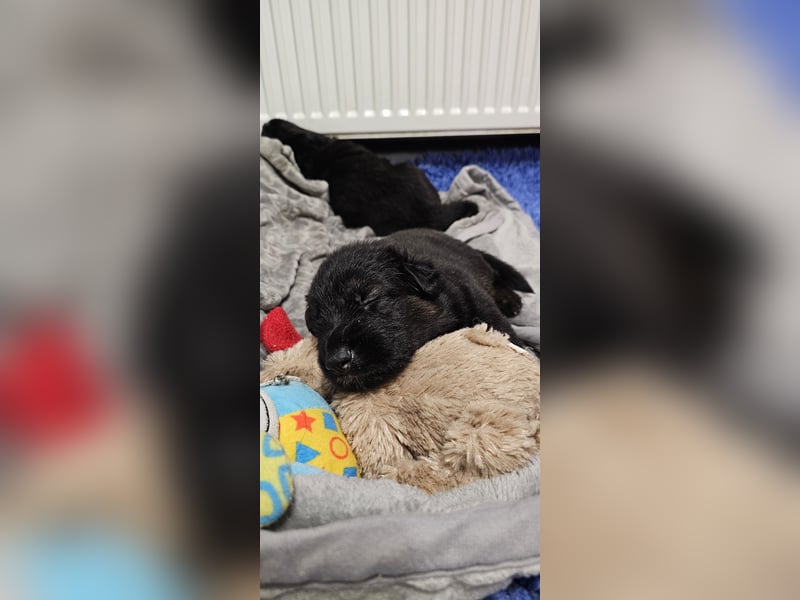 Altdeutsche Schäferhunde, Welpen