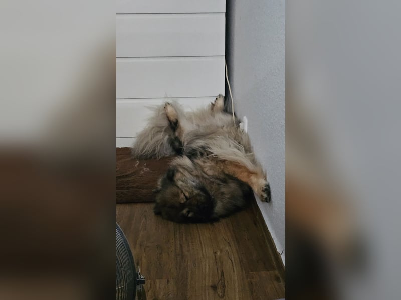 Altdeutsche Schäferhündin „Mia“ & Eurasier „Koda“ nur gemeinsam