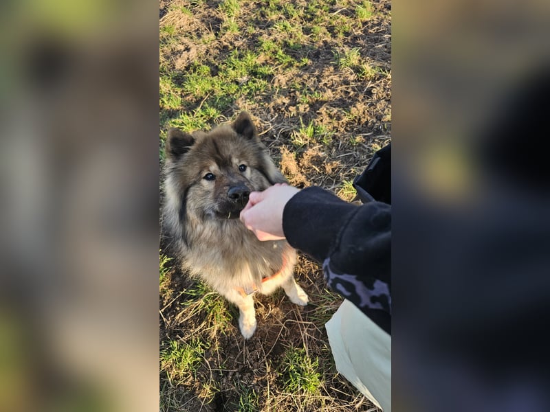 Altdeutsche Schäferhündin „Mia“ & Eurasier „Koda“ nur gemeinsam