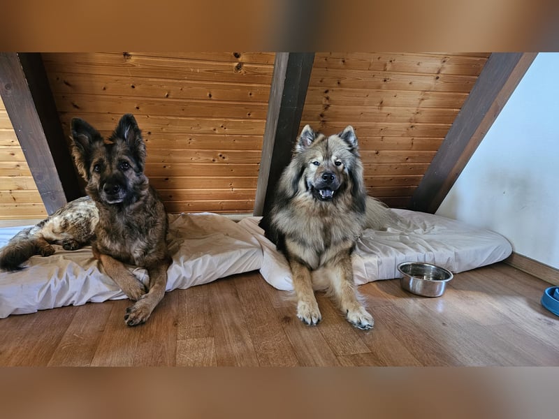Altdeutsche Schäferhündin „Mia“ & Eurasier „Koda“ nur gemeinsam