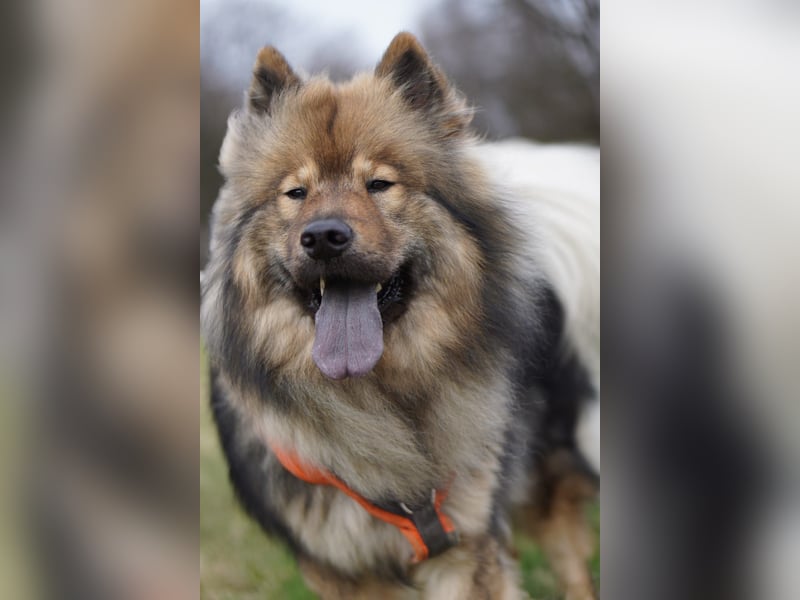 Altdeutsche Schäferhündin „Mia“ & Eurasier „Koda“ nur gemeinsam