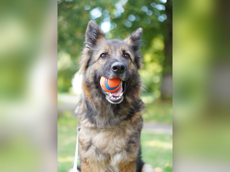 Altdeutsche Schäferhündin „Mia“ & Eurasier „Koda“ nur gemeinsam