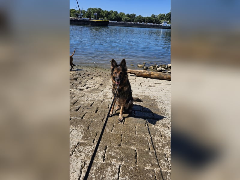 Altdeutsche Schäferhündin „Mia“ & Eurasier „Koda“ nur gemeinsam