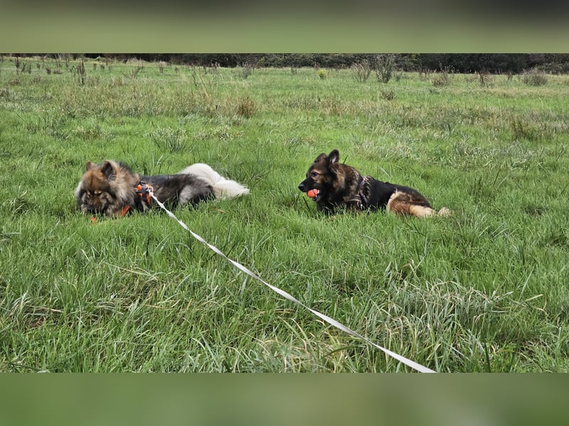 Altdeutsche Schäferhündin „Mia“ & Eurasier „Koda“ nur gemeinsam