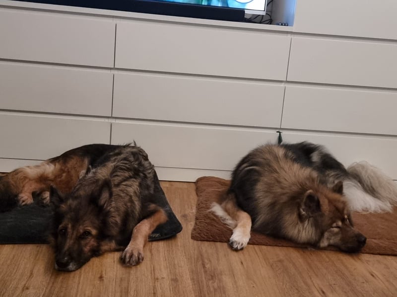 Altdeutsche Schäferhündin „Mia“ & Eurasier „Koda“ nur gemeinsam