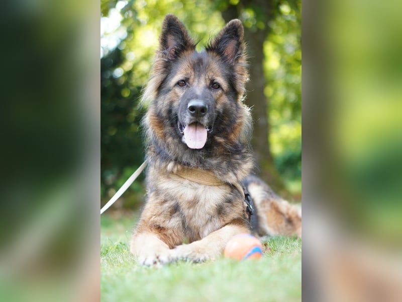 Altdeutsche Schäferhündin „Mia“ & Eurasier „Koda“ nur gemeinsam