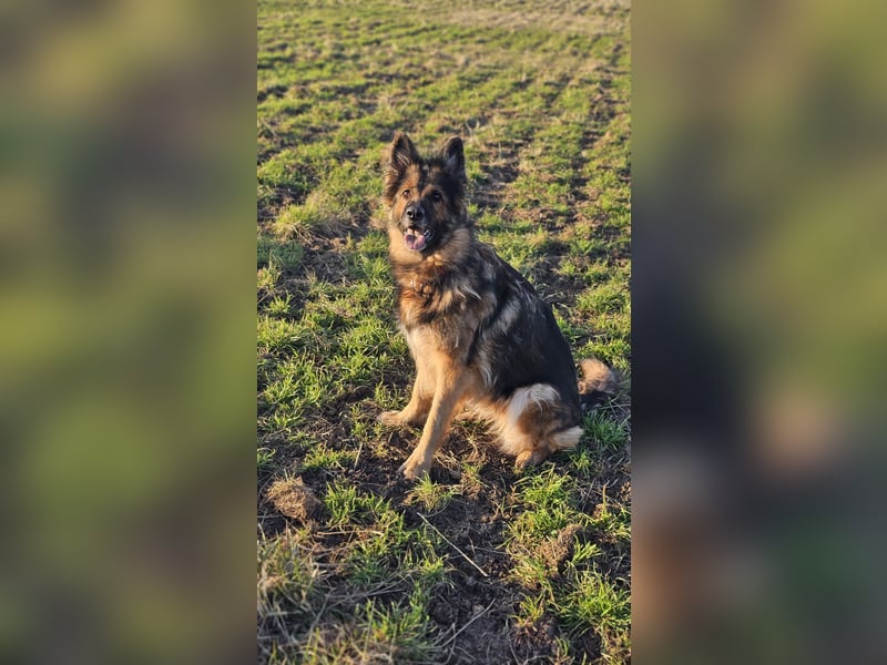 Altdeutsche Schäferhündin „Mia“ & Eurasier „Koda“ nur gemeinsam