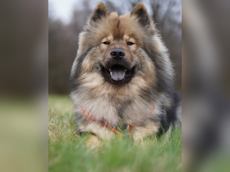 Altdeutsche Schäferhündin „Mia“ & Eurasier „Koda“ nur gemeinsam