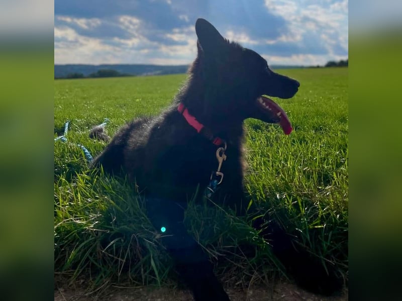 Cleo (Altdeutsche Hütehündin)