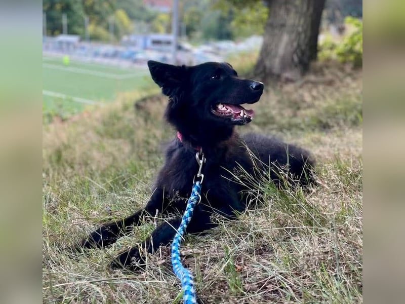 Cleo (Altdeutsche Hütehündin)