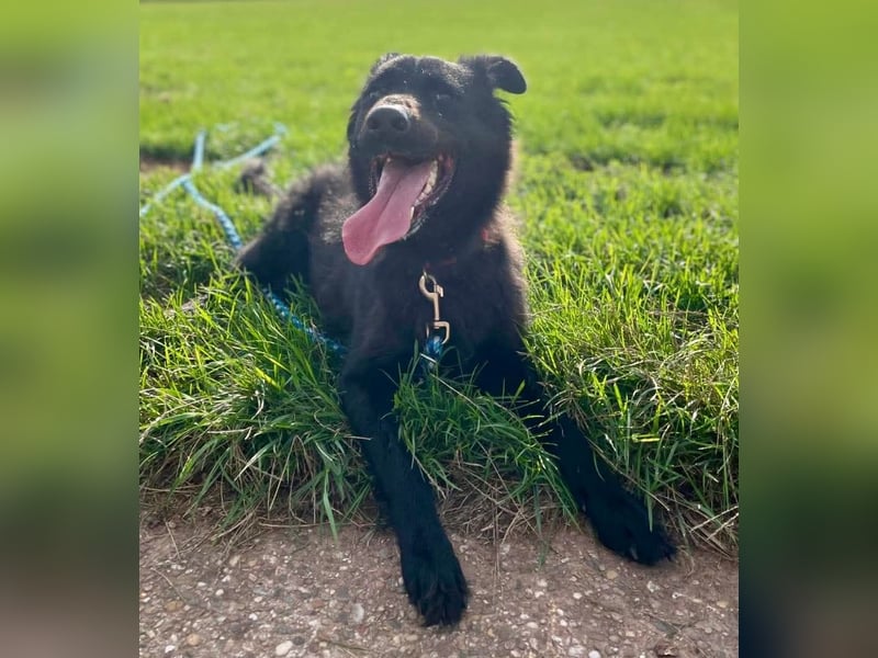 Cleo (Altdeutsche Hütehündin)