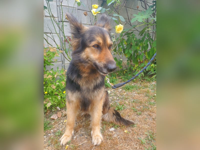Cleo, Altdeutscher Schäferhund