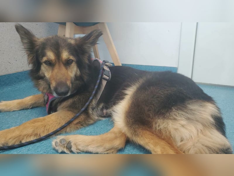 Cleo, Altdeutscher Schäferhund
