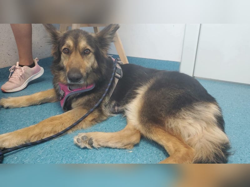 Cleo, Altdeutscher Schäferhund
