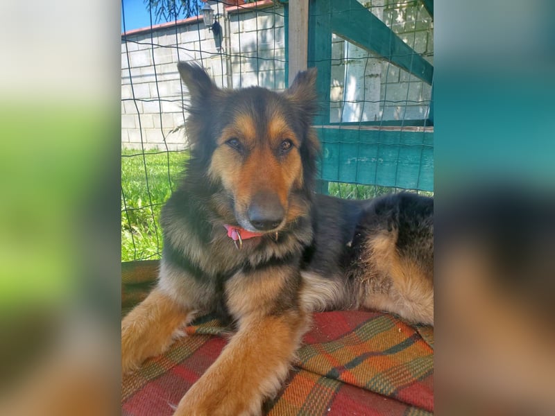 Cleo, Altdeutscher Schäferhund