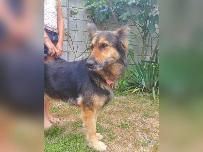 Cleo, Altdeutscher Schäferhund